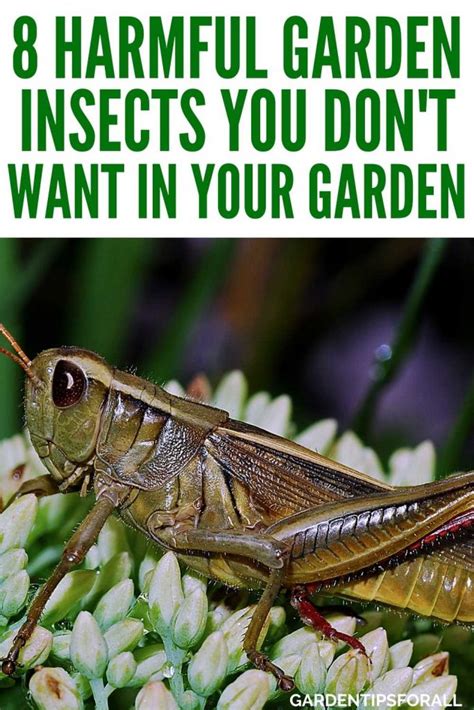 8 Bad Garden Bugs Harmful Insects And How To Get Rid Of Them