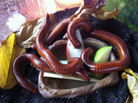 Confessions Of A Lepidoterist Magnificent Millipedes