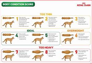 Body Condition Assessment Pet Better With Pet Circle
