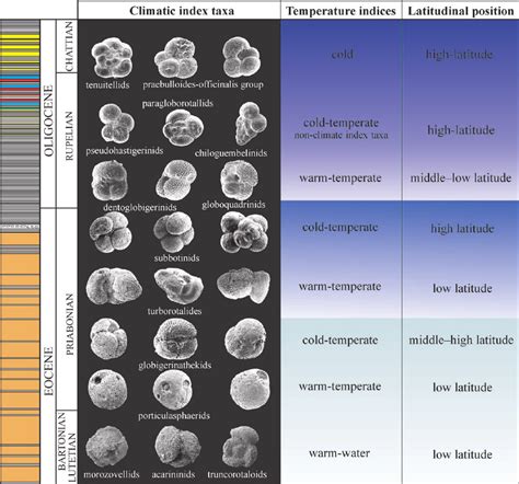 Climatic Index Taxa Of The Planktonic Foraminiferal Microfauna From The