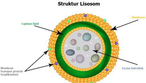Fungsi Lisosom Pengertian Pembentukan Strukturnya Lengkap