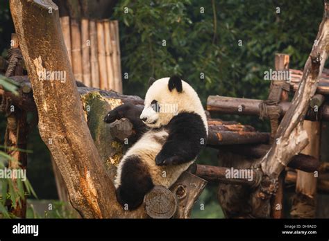 Panda Bear Cub Sits In Tree Branch At Chengdu Research Base Of Giant