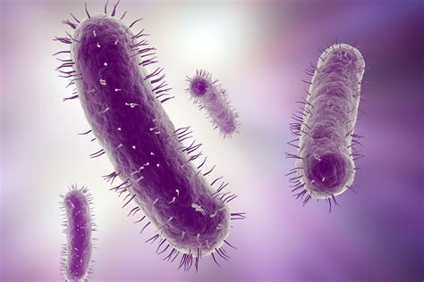 Les Scientifiques Ont Découvert Un Nouvel Organe Le Microbiote Rts