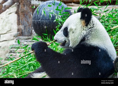 El Oso Panda Gigante Se Sienta Mientras Come Un Tallo De Bambú El