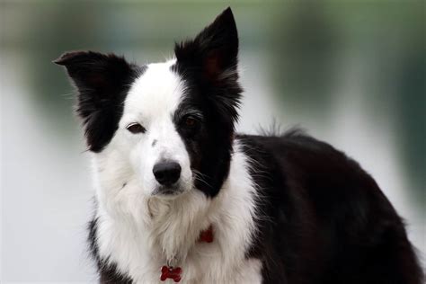 Why Using Treats In Training Border Collies Thatll Do Academy