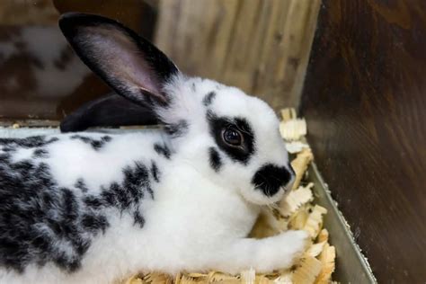 The 22 Best Pet Rabbit Breeds With Pictures