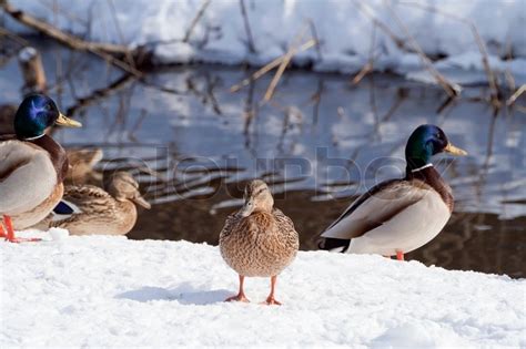 Wild Ducks On Snow In The Winter Stock Image Colourbox