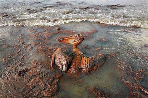 Bp Gulf Of Mexico Oil Spill Saga Comes To A Conclusion The