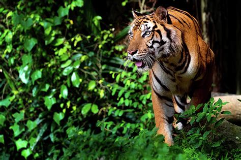 Beautiful Sumatran Tiger On The Prowl Photograph By Anek Suwannaphoom