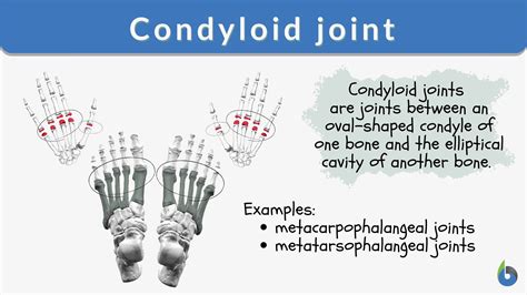Condyloid Joint Definition And Examples Biology Online Dictionary