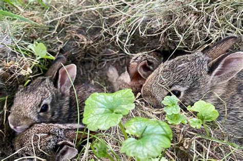 What Does A Rabbit Nest Look Like And How To Find It