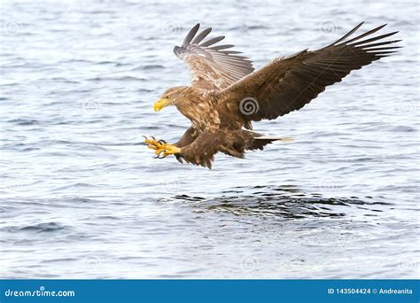 White Tailed Sea Eagle In Flight Catching Fish Stock Photo Image Of