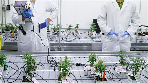 Can Technology Transform The Global Cannabis Industry — Quartz
