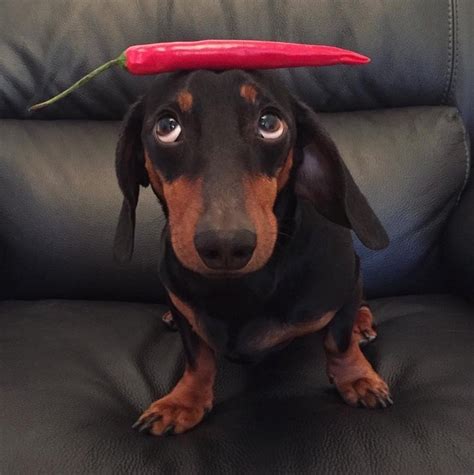 This Cute Little Sausage Can Balance Anything On His Head Cuteness