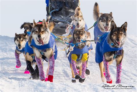 2024 Iditarod And Northern Lights Tour Iditarod Race — Planet Earth
