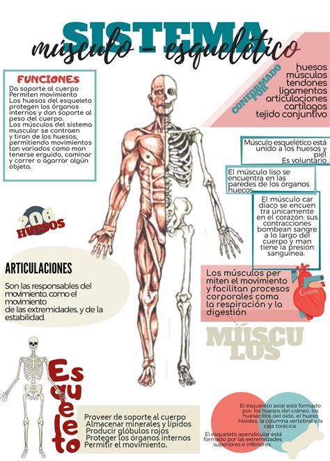 Mapa Mental Do Sistema Musculo Esqueletico Anatomia I Kulturaupice