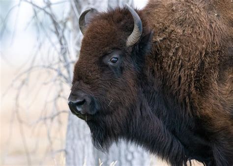 Bison Rocky Mountain Arsenal National Wildlife Refuge Michael