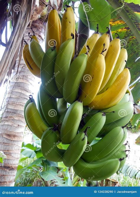 Natural Organic Mature And Ripe Bananas Stock Photo Image Of Hanging