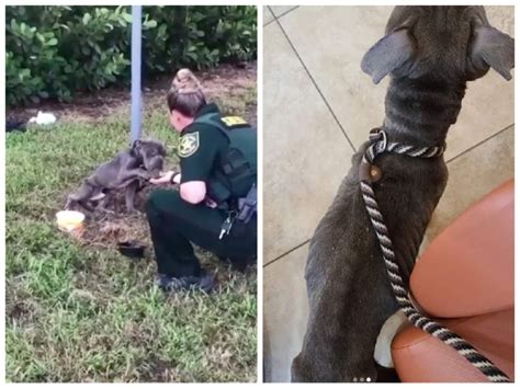 Emaciated Dog Left Tied To Pole Reaches Out His Paw To An Officer There