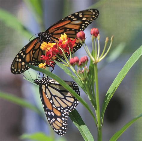 Drought Threatens Monarch Butterfly Population News