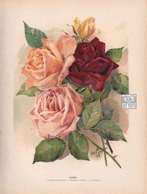 Antique Rose Print Vintage Botanical Print Flower Lithograph Red
