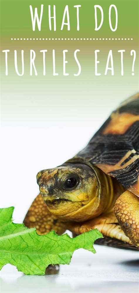 What Do Turtles Eat A Nutritional Guide Pet Turtle Freshwater