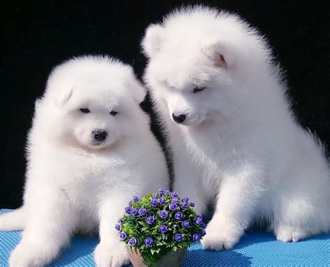 Dogs that are still growing should get freshpet puppy food. Samoyed Dog Puppy for Sale, Best Pet Shop Near Me | Dav ...