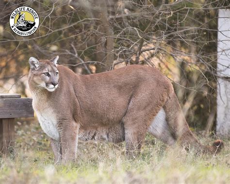 mountain lion pic and facts - Wildlife Rescue & Rehabilitation