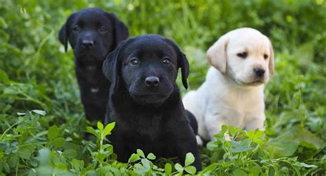 Labrador Retriever Newborn Puppies Puppy And Pets