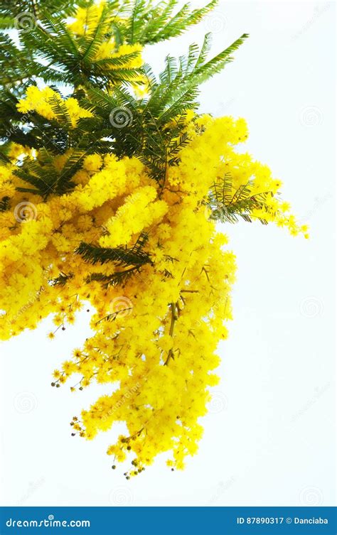 Yellow Mimosa Flowers Stock Image Image Of Italy Bloom 87890317