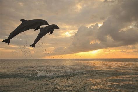 Two Bottlenose Dolphins Jumping Photograph By Stuart Westmorland