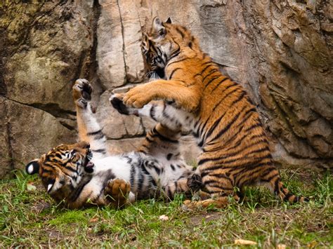 Fichiermalayan Tiger Cubs — Wikipédia