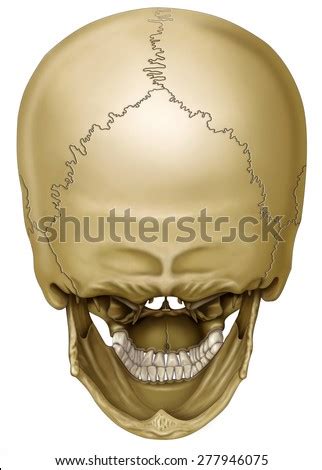 Skull, skeletal framework of the head of vertebrates, composed of bones or cartilage, which form a unit that protects the brain and some sense organs. Back View Human Skull Stock Illustration 277946075 - Shutterstock