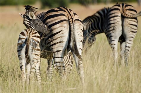 The Darker Side Of The Zebra Sabi Sabi Private Game Reserve Blog