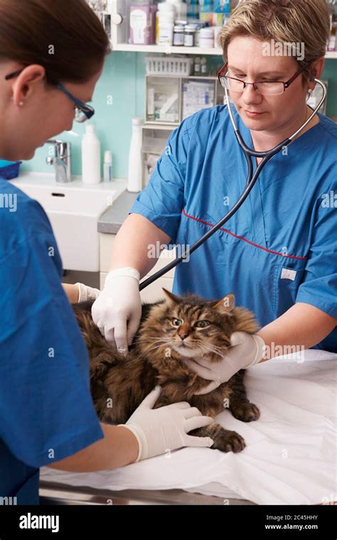 Cat Is Examined In A Veterinary Practice Stock Photo Alamy