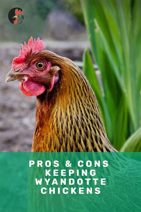Pros And Cons About Wyandotte Chicken Breed Learn More Why This Breed