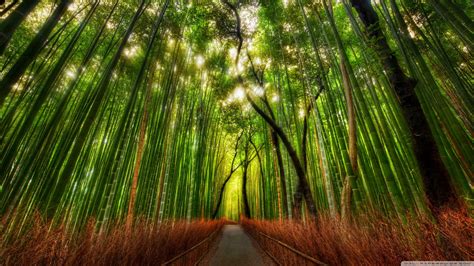 Bamboo Forest Wallpaper In X Resolution