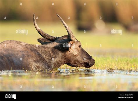 Buffalo Asiatic Water Buffalo Bubalus Bubalis Buffle Deau Water