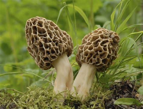 How to Find Morel Mushrooms | eHow