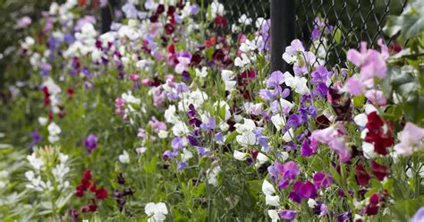 Martin staffler / mein schöner garten. Duftwicken: Romantik pur - Mein schöner Garten