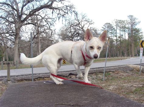 Chihuahua Dachshund Husky Mix Dog Breed Information