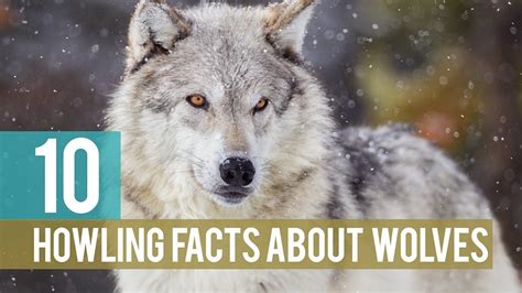 62 Interesting Facts About Wolves Facts About