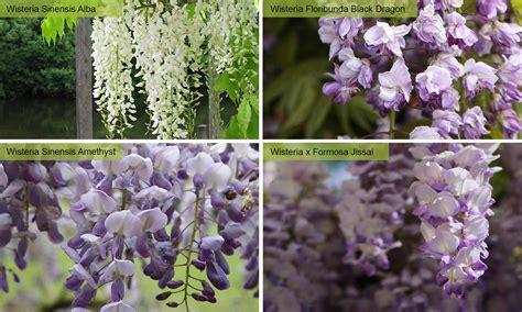 Read on for wisteria codes roblox 2021 and get free rewards. Wisteria Tree - Standard - Garden Plants Online