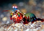 Un vistazo al camarón mantis o pavo real | BIG FISH | 360°