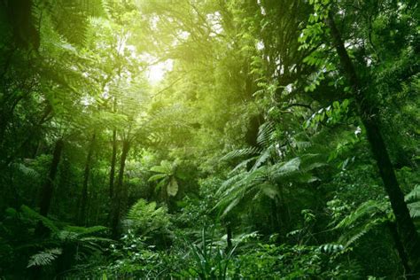 Rainforest Stock Photos Pictures And Royalty Free Images Istock