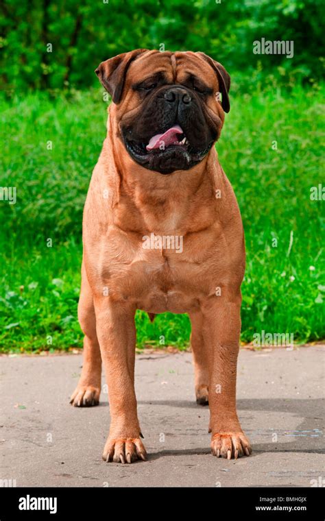 Gorgeous Bullmastiff Standing In Front Of Grass Background Stock Photo