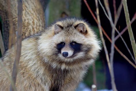 Tanuki Animals Pinterest Japanese Folklore Raccoons And Animal