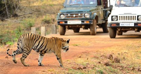Wildlife Safari In Central India Bandhavgarh Kanha Pench Tadoba