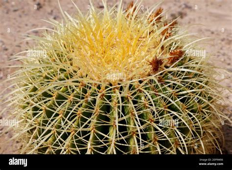 Barrel Cactus Closeup Found In The Deserts Of Southwestern North