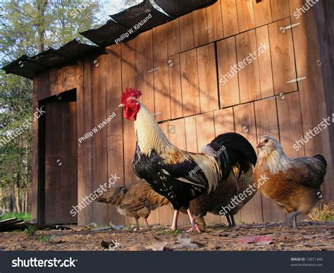 Rooster Hens And Barn Stock Photo 13071349 Shutterstock